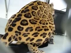 Animal creampie fills a whore's pussy after a hardcore sex